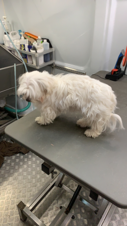 Maltezer Babette voor